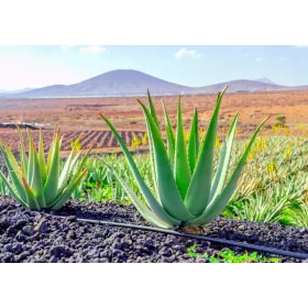  Разсад от алое в съд от 0,5-1 л