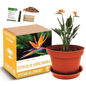    Комплект за отглеждане на СТЕРЛИЦИЯ РОЯЛ - РАЙСКА ПТИЧКА