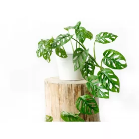    Маска Monstera Monkey Красива, с дупки, ~ 18 см