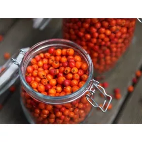    Разсад от офика и планинска пепел в контейнер 2-3 л 100-120 см