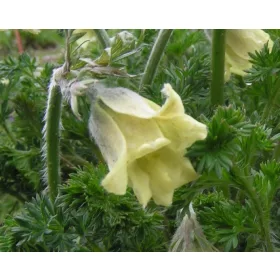    ЖЪЛТ ПАСАНК - деликатес за градината