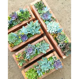  СУКУЛЕНТНИ разсади в съд 0,5л