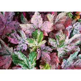  Разсад клонове в съд 1-2л 25-45 см