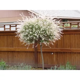    Разсад от върба в съд 2-3 литра 130-150см