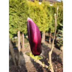    Разсад магнолии и лалета в съд 3-5л 110-130см