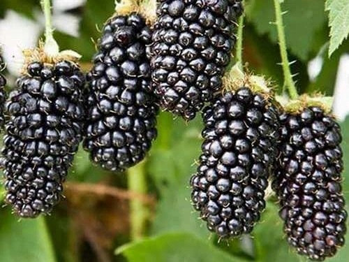  Малини и къпини Къпина без бодли CACANSKA BESTRNA разсад в съд 2-3л 20-40 см