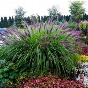    Японски клематис BLACK BEAUTY уникален разсад ЧЕРНА ДЕКОРАТИВНА ТРЕВА