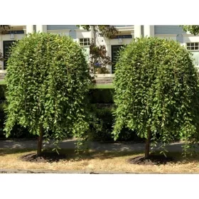    Разсад от върба в съд 1-2 литра 130-150 см