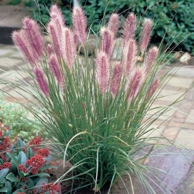    Японска ЧЕРВЕНА ГЛАВА красиви ЧЕРВЕНИ съцветия Разсад