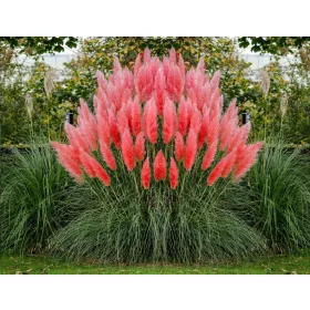    ПАМПАСКА ТРЕВА РОЗОВА РОЗА ОПАКОВКА ОТ 5 БР