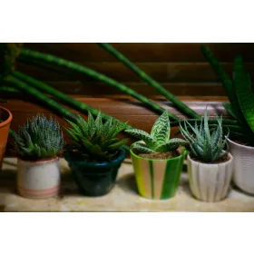  Разсад от алое в контейнер 0,5л