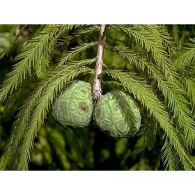    КАЛЕН КИПАРИС красив разсад В САКШИЯ