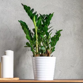    Замиокулкас засажда разсад в контейнер от 0,5-1 литра