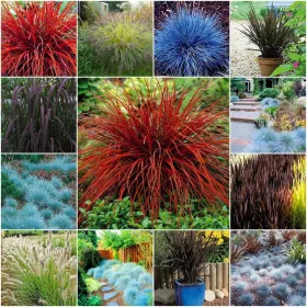    Декоративни треви МИКС ОТ ЦВЕТОВЕ Колекция семена 4 пак.