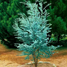    Разсад от син евкалипт в контейнер 0,5-1 л