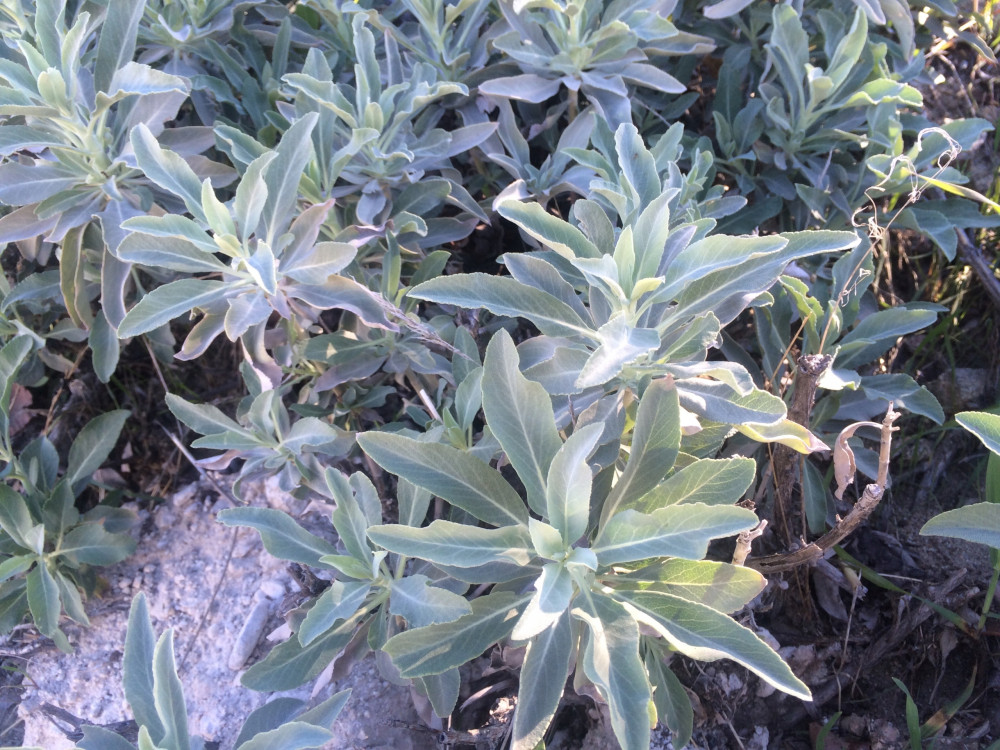 БЯЛА САЛВИЯ Salvia Apiana ЗА ТАМЯН 100 СЕМЕНА - www.kamenik.