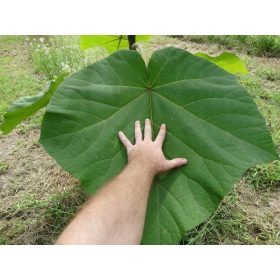  Семена Paulownia Shan Tong 100 бр