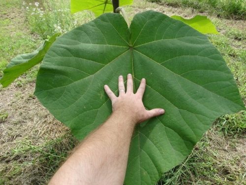  Семена Paulownia Shan Tong 100 бр