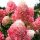  Хортензията Living Pinky Promise bouquet е ПРЕКРАСНА
