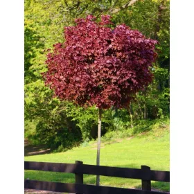    Разсад клонове в 3-5 литров съд 160-180 см