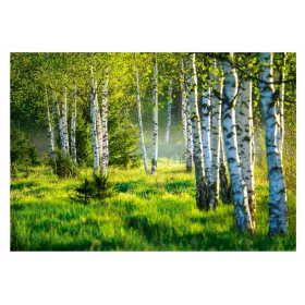 Фототапет БРЕЗА ГОРА 3D Брези 368x254