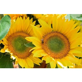  Слънчогледови семки джудже 105гр