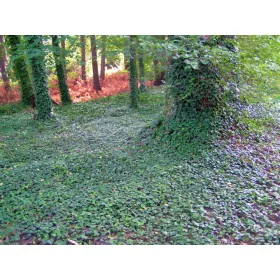    ОБИКНОВЕН Бръшлян - HEDERA пълзящо растение - комплект 20 бр