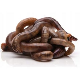   Пушилня за месо - Екагро компостни червеи 300 бр
