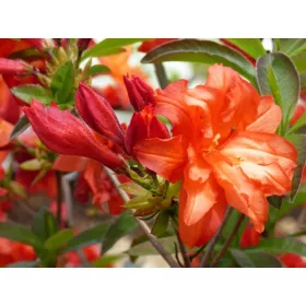    Разсад от рододендрони и азалии в контейнер 0,5-1л 20-25см