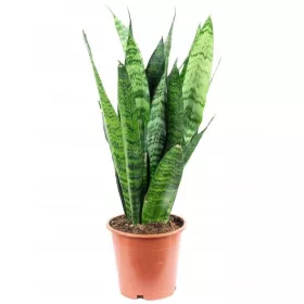    Sansevieria Zeylanica Sansevieria Змийско растение
