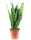  Sansevieria Zeylanica Sansevieria Змийско растение