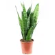  Sansevieria Zeylanica Sansevieria Змийско растение