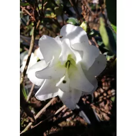    Рододендрони и азалии, разсад в 2-3 литров съд, 20-30 см.