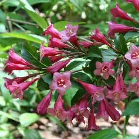    Червени храсти, разсад в съд 1-2л, дължина 5-20см