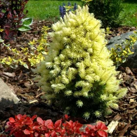    МИНИАТЮРЕН СМЪРЧ КРАЙ НА ДЪГАТА - БЯЛ ИЗРАСТ