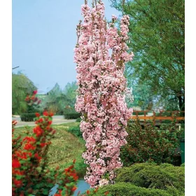  АМАНОГАВА КОЛОНА ЧЕРЕША