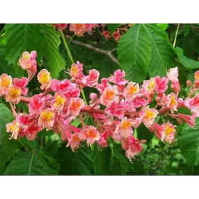  Кестеново дърво BRIOTTI briotii 20-40см