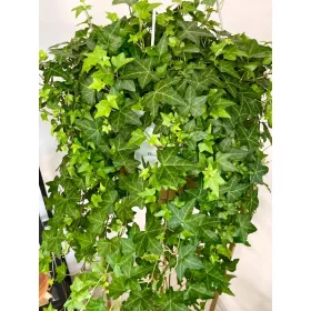  Разсад в 3-5 литров съд