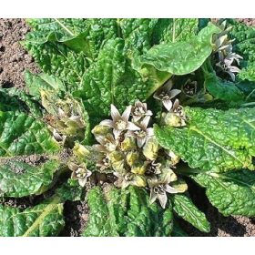  Мандрагора M. Officinarum Семена