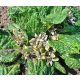  Мандрагора M. Officinarum Семена