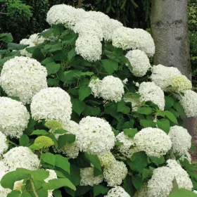    Бели хортензии разсад в съд 1-2л 30-60см