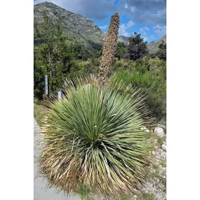    DASYLIRION WHEELERI 50X СЕМЕНА Дървесна трева