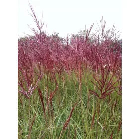  MISCANT RED CHIEF ОПАКОВКА ОТ 5 БР