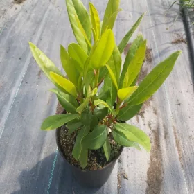  БАРИТОН рододендрон - Rhododendron 2L