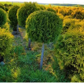    ТУЯ ИЗУМРУД ВЪРХУ СТЪНК уникална ТОПКА ТУЯ Оформена на пън РАЗСАД