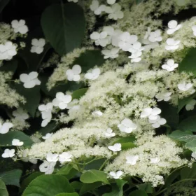    Бели хортензии разсад в съд 0,5-1л 30-60см