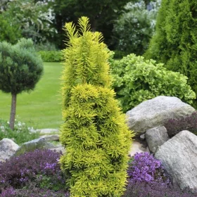  Обикновен тис Давид