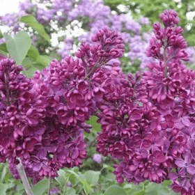  Разсад люляк в съд 1-2л 5-20см