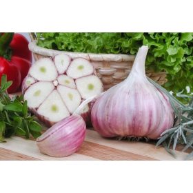    Зимен чесън Harnaś, полска квалификация, 1 кг