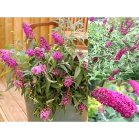    BUDDLEY MISS RUBY RUBY ЦВЕТЯ КРАСИВИ ХРАСТИ C